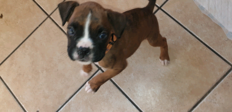 gumtree boxer puppies for sale